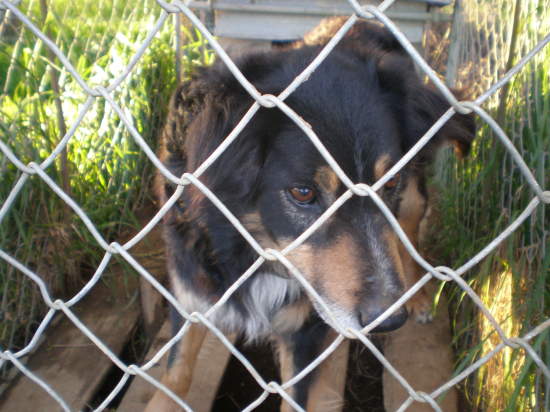 Toby, den anden hund
