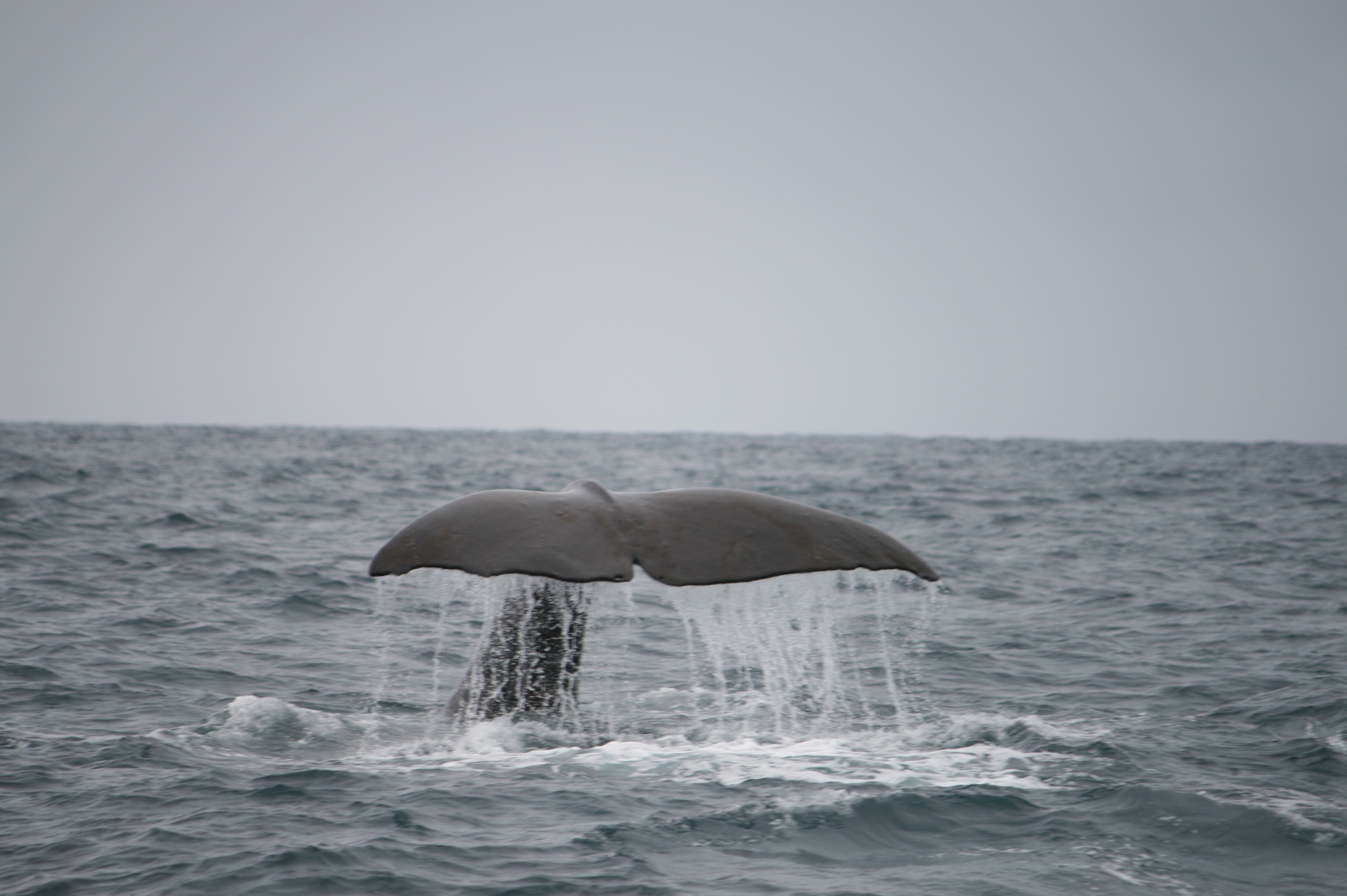 d. 29/10-2008 – Hvaltur i Kaikoura… Fik jeg set dem?