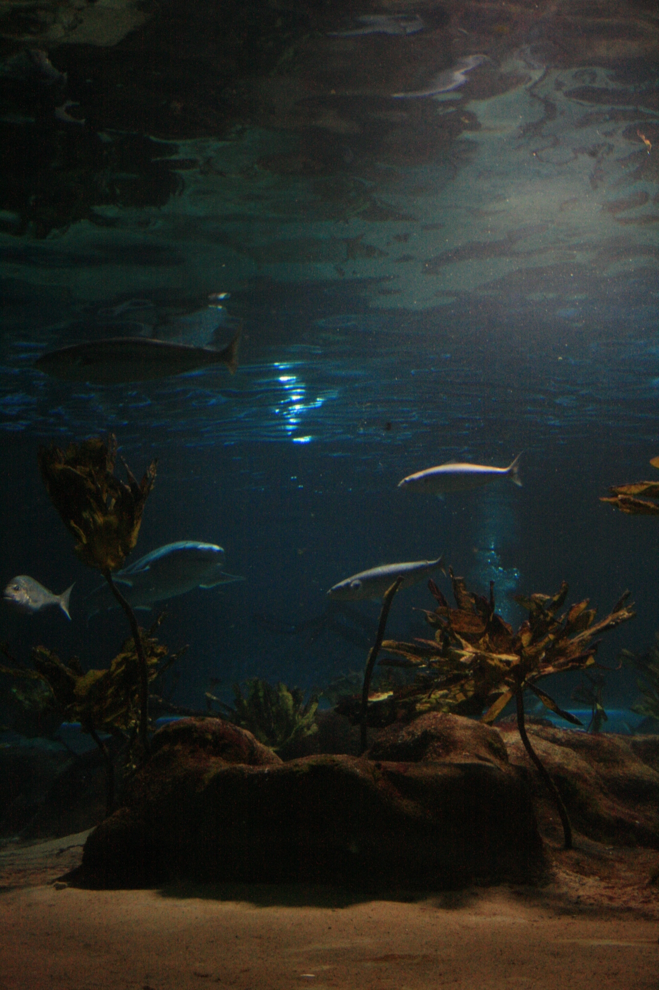 d. 07/11-2008 – Tauranga til Coromandel