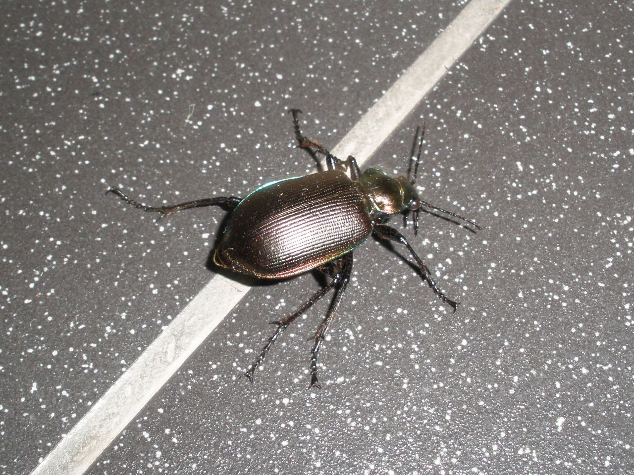 d. 04/12-2008 – Alice Springs del 2
